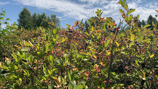 Blueberry plant