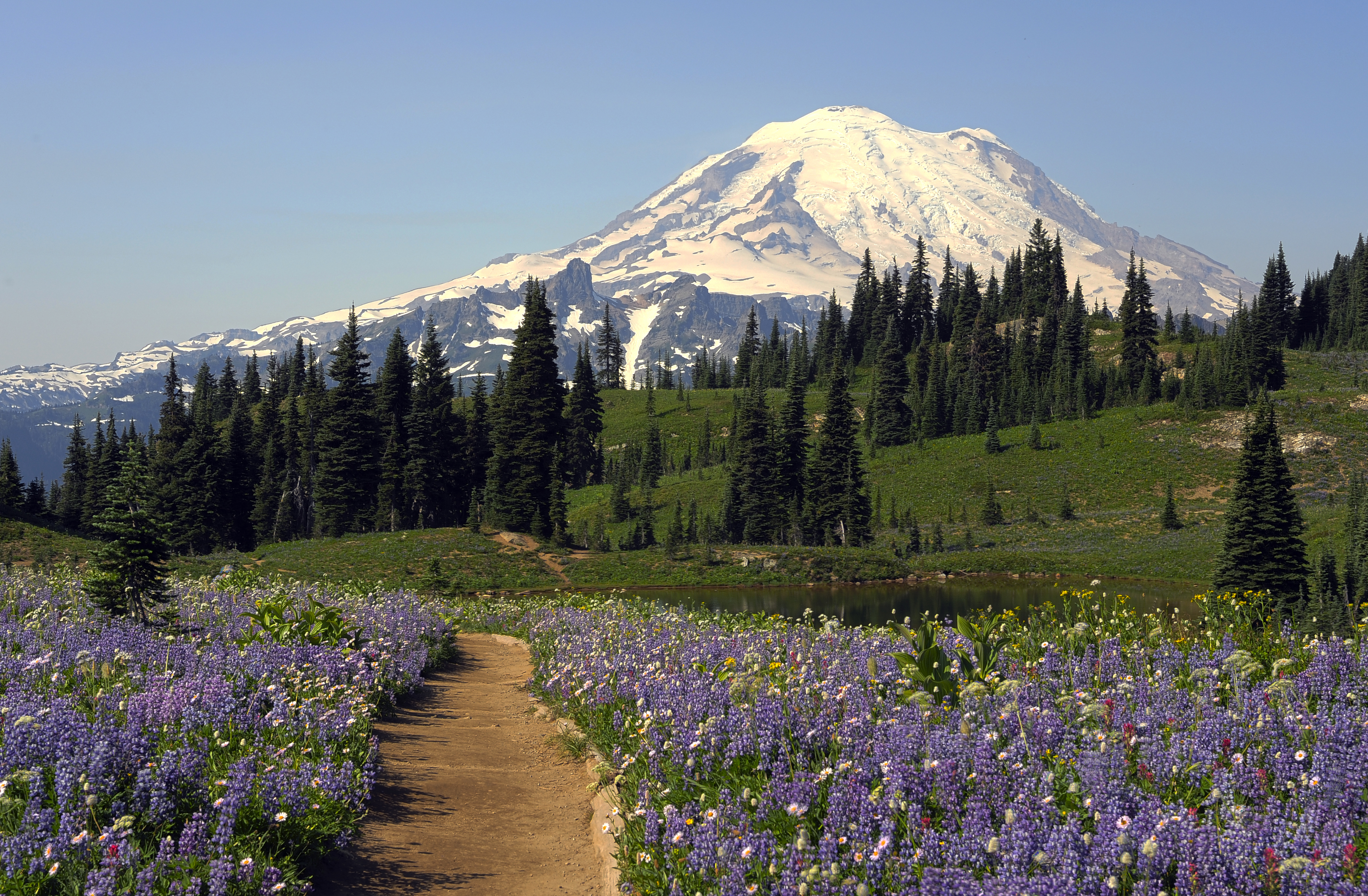 Majestic Mt. Rainier