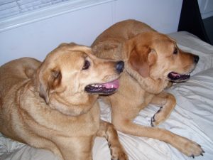 Two dogs on a bed