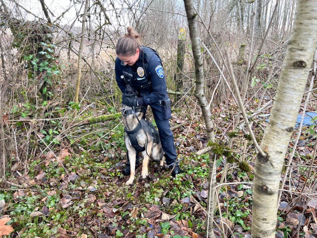 Patrol plane leads K9, deputies to assault suspect hiding in woods ...